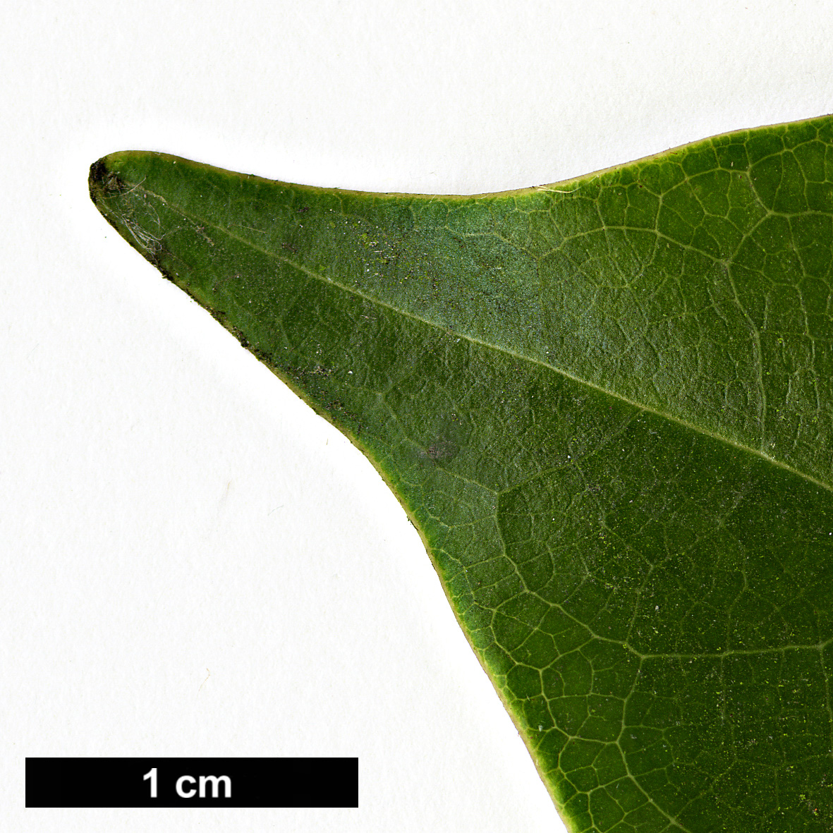 High resolution image: Family: Magnoliaceae - Genus: Magnolia - Taxon: cavaleriei - SpeciesSub: var. platypetala High resolution image: Family: Magnoliaceae - Genus: Magnolia - Taxon: cavaleriei - SpeciesSub: var. platypetala